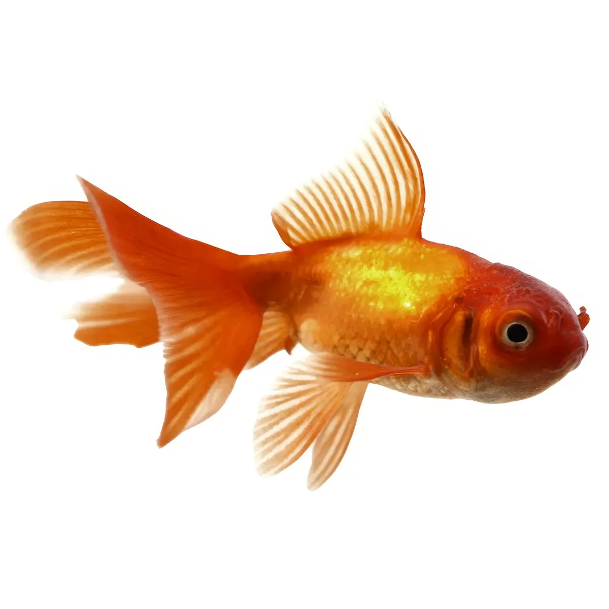 Oranda Chocolate | Carassius auratus