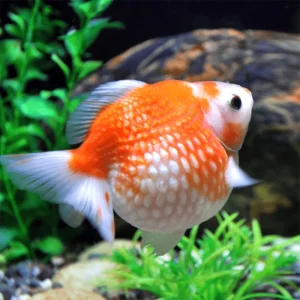 Oranda Escama Perla | Carassius auratus