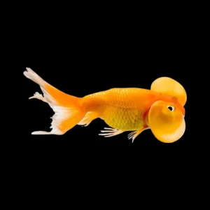 Oranda Ojo de Burbuja  | Carassius auratus