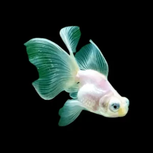 Oranda Telescopio Blanco | Carassius auratus