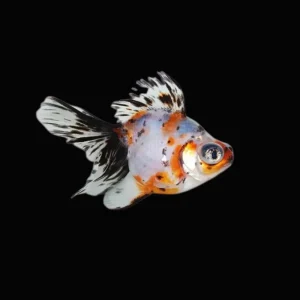 Oranda Telescopio Calico  | Carassius auratus