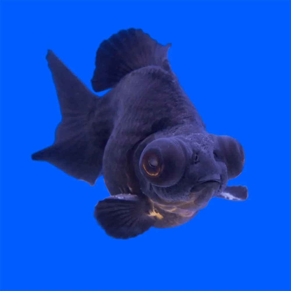 Oranda Telescopio Negro | Carassius auratus