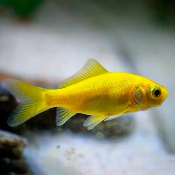 Carpa cometa amarillo | Carassius auratus - Imagen 2