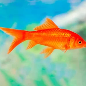 Carpa cometa naranja | Carassius auratus