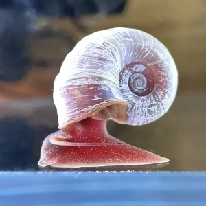 Caracol Planorbis Blanco (Planorbella duryi)