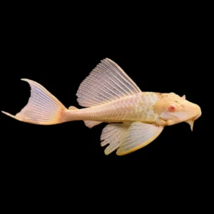 Plecostomus Mariposa Naranja 10cm | Pterygoplichthys gibbiceps