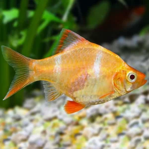 Tetrazona Barbo Tigre Albino M | Puntius tetrazona