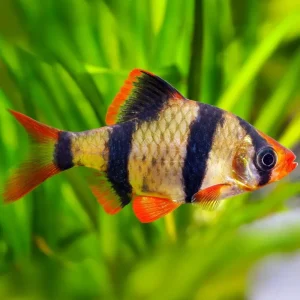 Tetrazona Barbo Tigre S | Puntius tetrazona