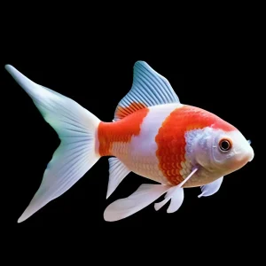 Sarasa | Carassius Auratus