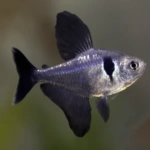 Tetra Fantasma Negro | Hyphessobrycon megalopterus