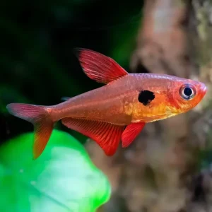 Tetra Fantasma Rojo | Hyphessobrycon sweglesi