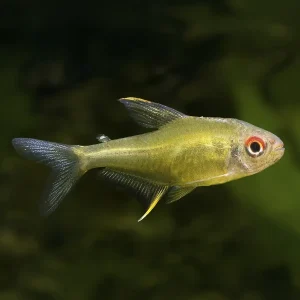 Tetra Limón | Hyphessobrycon pulchripinnis