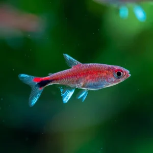Tetra Rubi | Axelrodia riesei