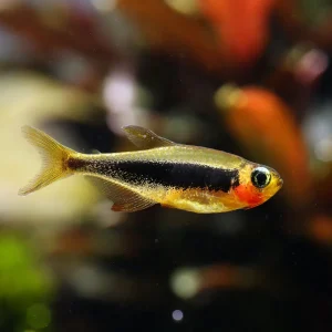 Tetra Tucán | Tucanoichthys tucano