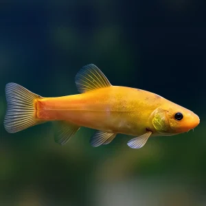 Tenca Oro | Tinca tinca