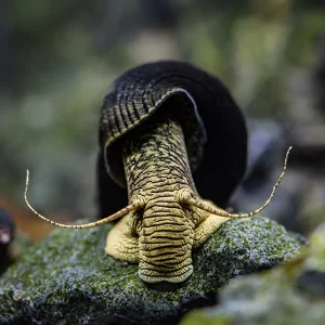 Caracol Conejo Amarillo/Verde | Tylomelania