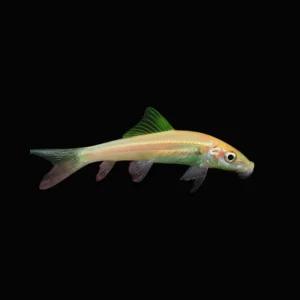 Ventosa Oro | Gyrinocheilus aymonieri