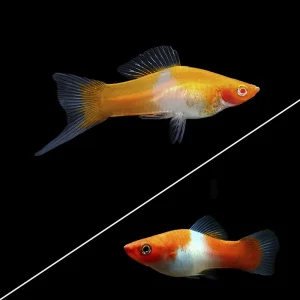 Xipho Kohaku / Santa Claus | Xiphophorus helleri PAREJA